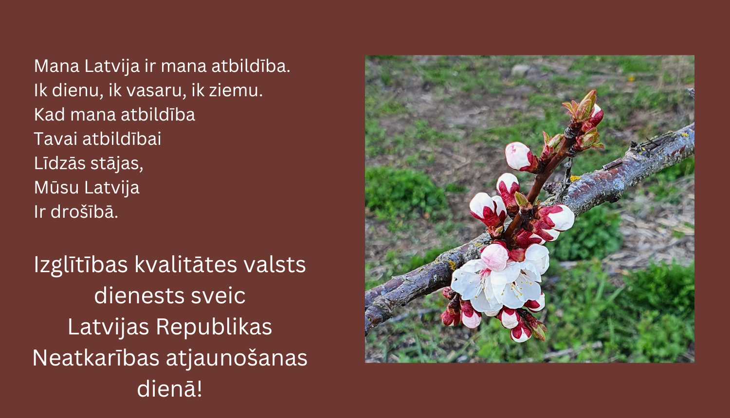 Plūmju ziedi, Izglītības kvalitātes valsts dienesta apsveikums Latvijas Republikas Neatkarības atjaunošanas dienā
